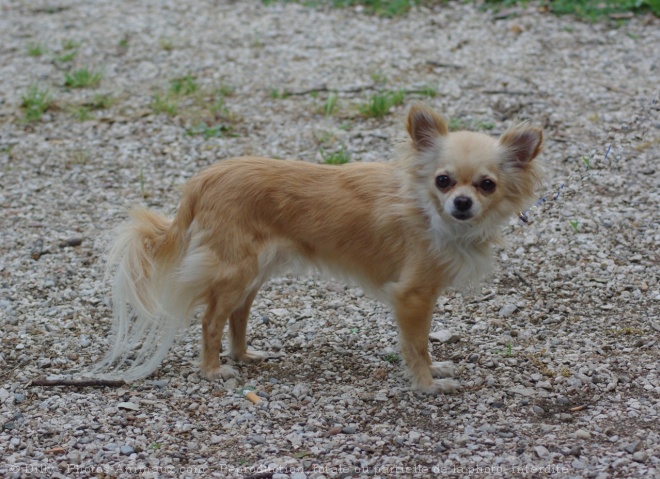 Photo de Chihuahua  poil long