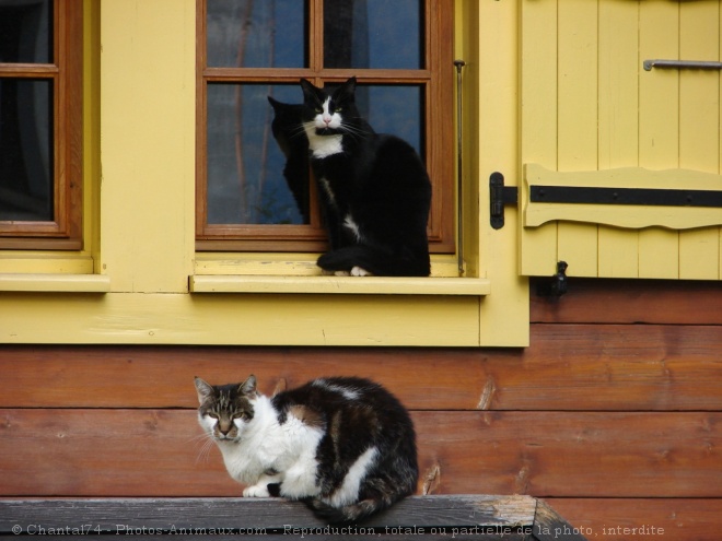 Photo de Chat domestique