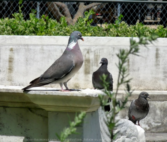 Photo de Pigeon