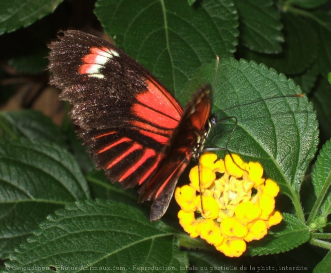 Photo de Papillon