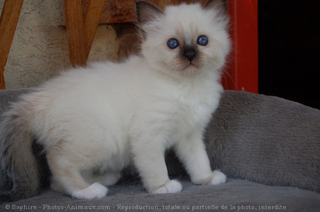 Photo de Sacr de birmanie