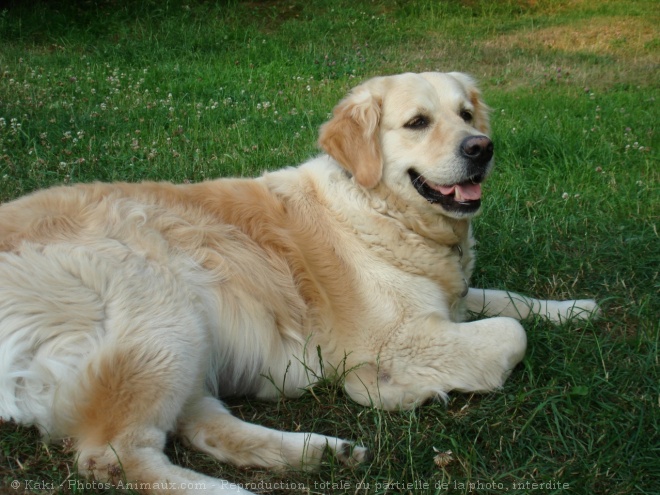 Photo de Golden retriever