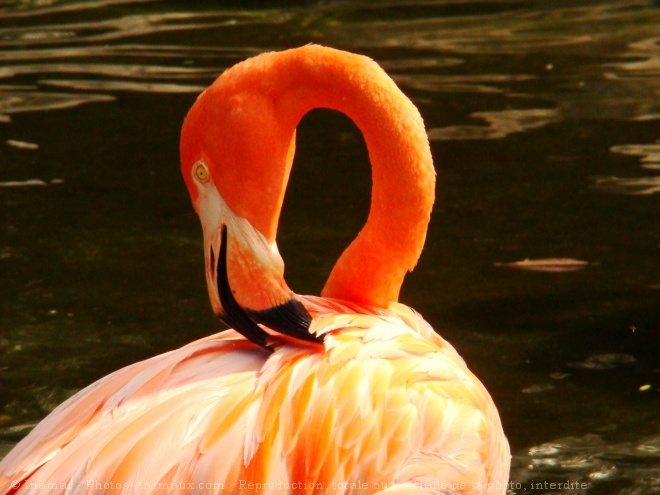 Photo de Flamand rose