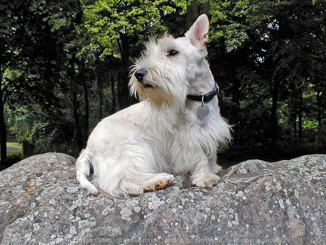 Photo de Scottish terrier