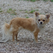 Photo de Chihuahua  poil long