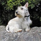 Photo de Scottish terrier