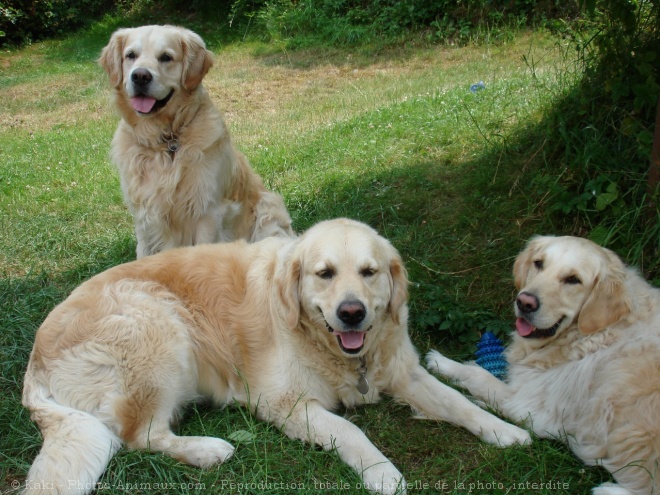 Photo de Golden retriever