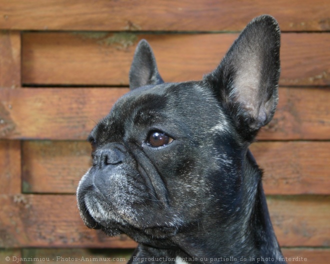 Photo de Bouledogue franais