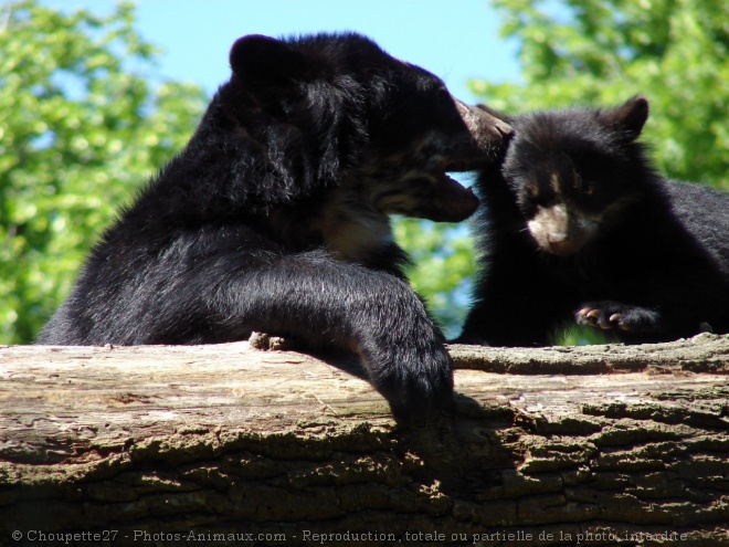 Photo d'Ours