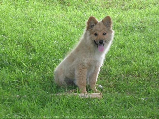 Photo de Spitz moyen