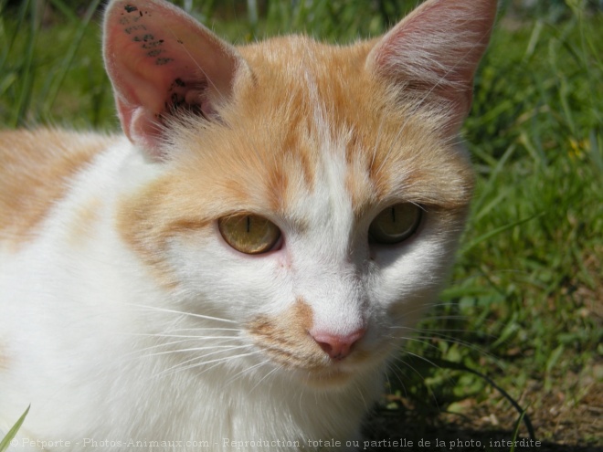 Photo de Chat domestique