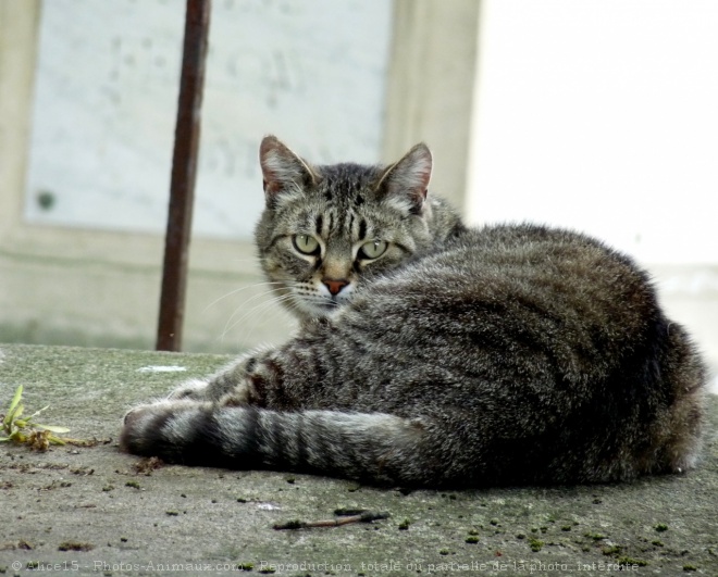 Photo de Chat domestique