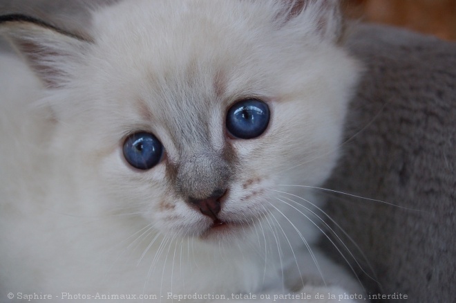 Photo de Sacr de birmanie