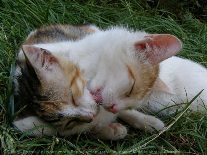 Photo de Chat domestique