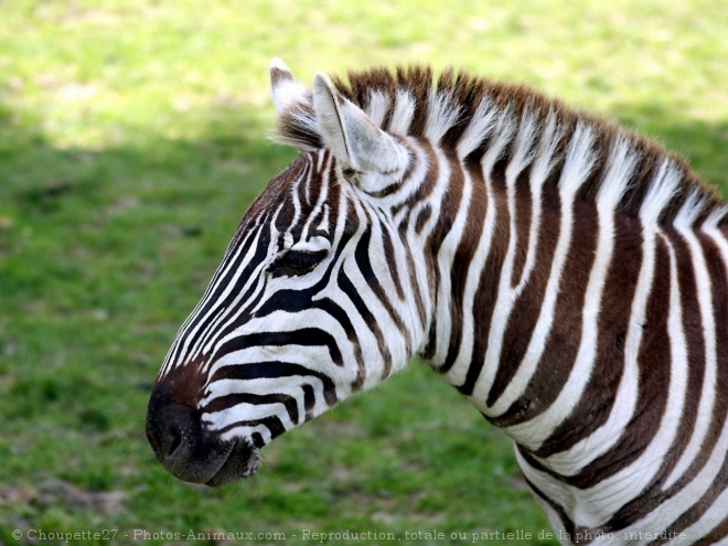 Photo de Zebre