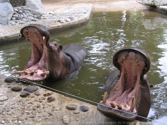 Photo de Hippopotame