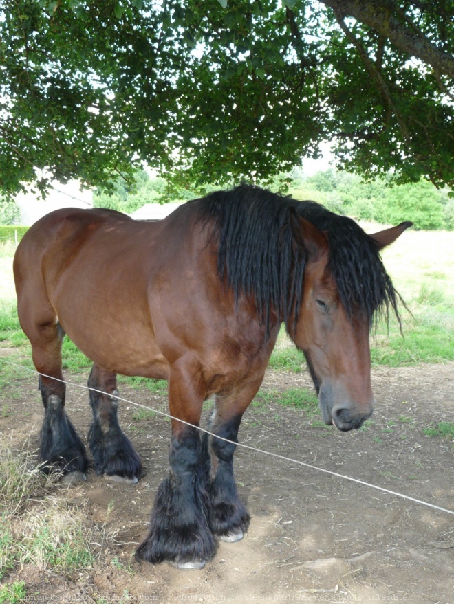 Photo de Trait belge