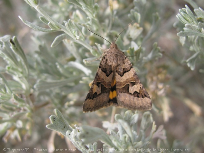 Photo de Papillon