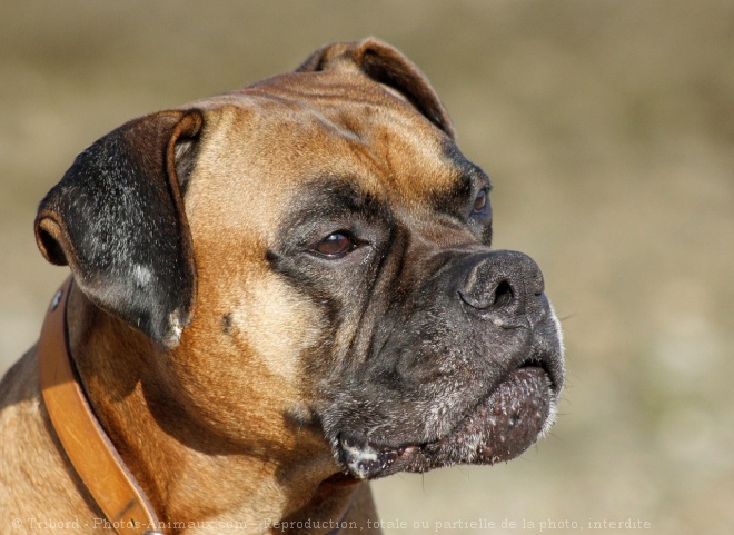 Photo de Boxer