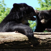 Photo d'Ours