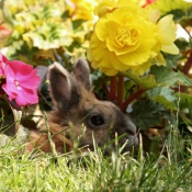 Photo de Lapin