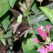 Photo de Papillon