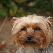 Photo de Yorkshire terrier