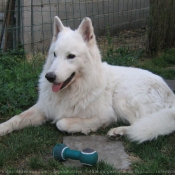 Photo de Berger blanc suisse