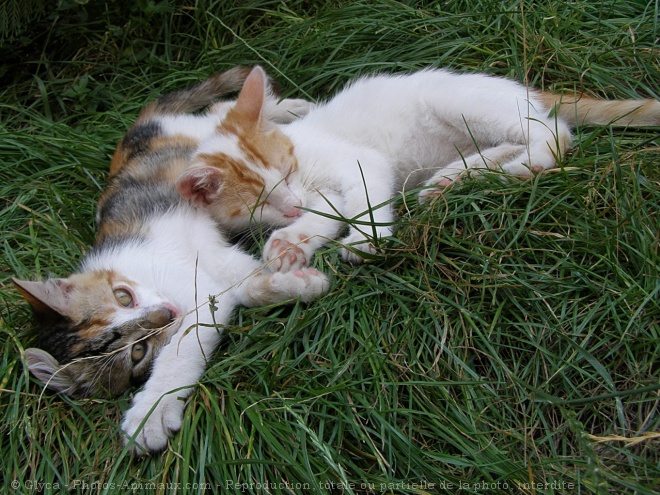 Photo de Chat domestique