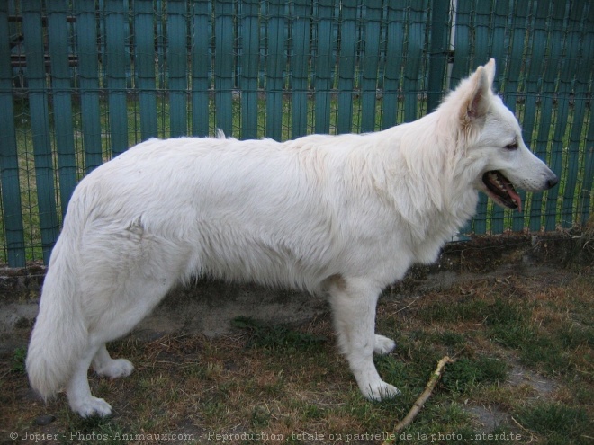 Photo de Berger blanc suisse