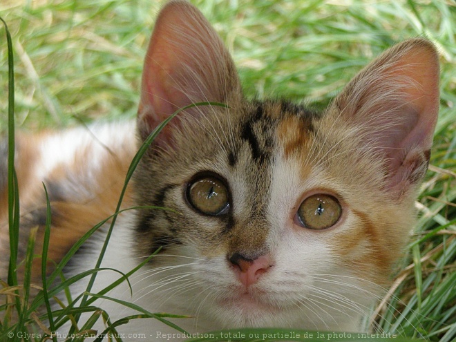 Photo de Chat domestique