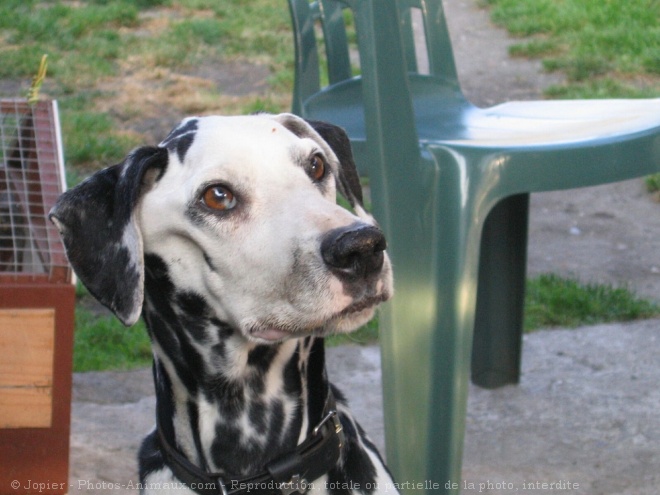 Photo de Dalmatien