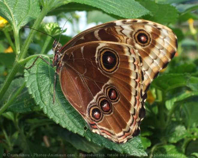 Photo de Papillon