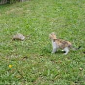 Photo de Chat domestique