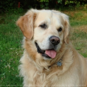 Photo de Golden retriever