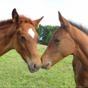 Photo de Races diffrentes