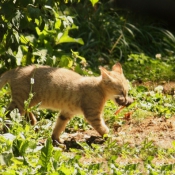 Photo de Chat des marais