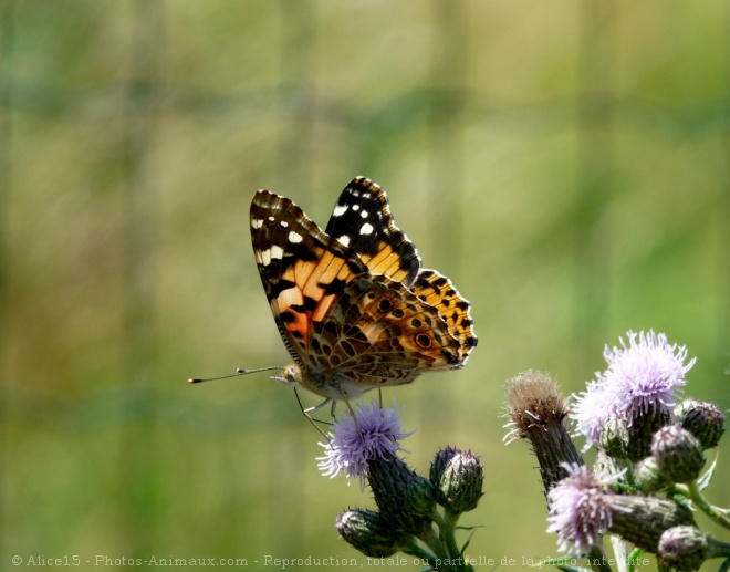 Photo de Papillon - belle-dame