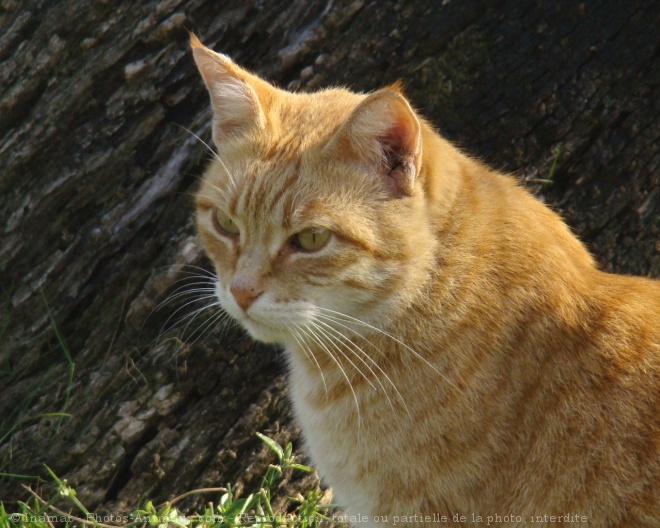 Photo de Chat domestique