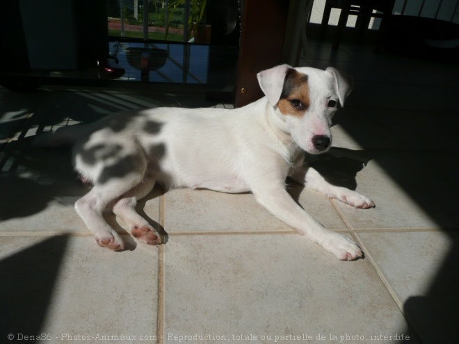 Photo de Jack russell terrier