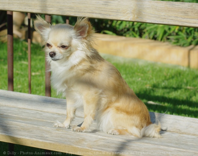 Photo de Chihuahua  poil long