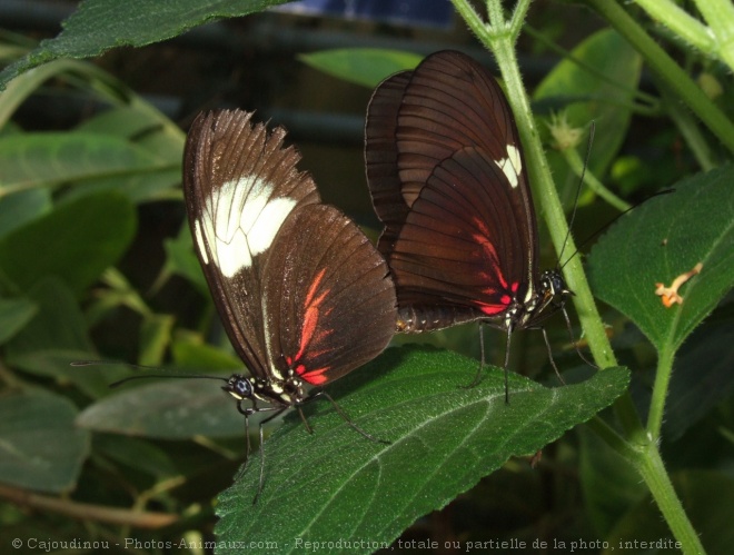 Photo de Papillon