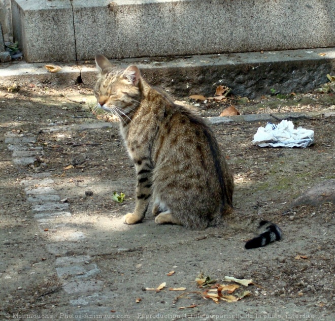 Photo de Chat domestique