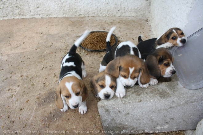 Photo de Beagle