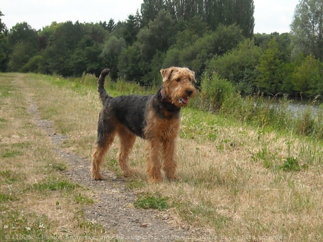 Photo d'Airedale terrier