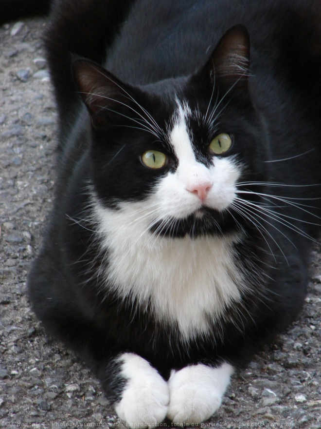 Photo de Chat domestique