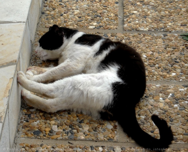 Photo de Chat domestique