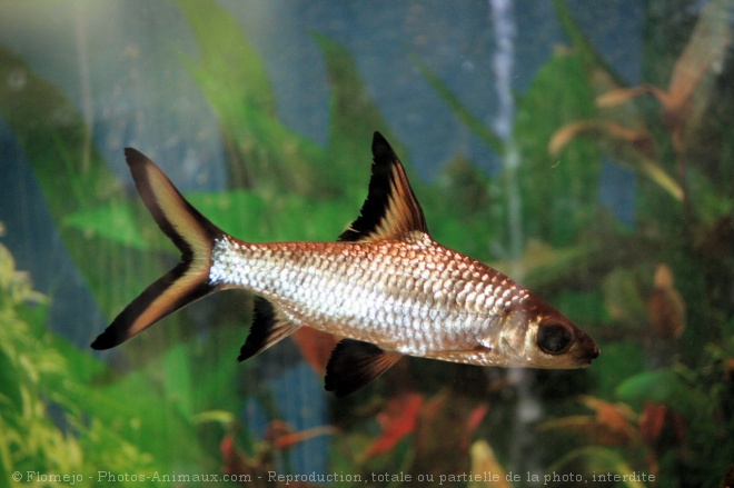 Photo de Poissons exotiques