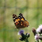 Photo de Papillon - belle-dame