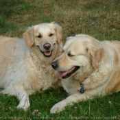 Photo de Golden retriever